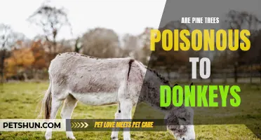 Understanding the Toxicity of Pine Trees for Donkeys: A Comprehensive Guide