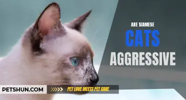 Understanding Siamese Cats: Debunking the Myth of Aggression