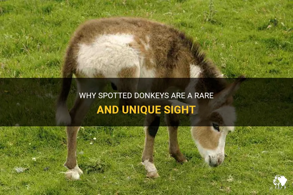 are spotted donkeys rare