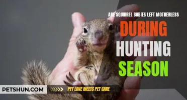 The Impact of Hunting Season on Squirrel Mothers and Their Babies