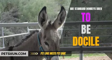 The Docile Nature of Standard Donkeys: Are They Bred to Be So?