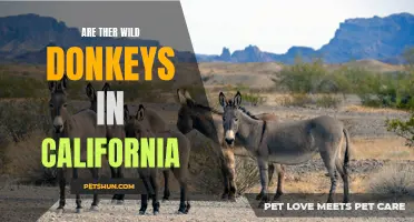 Exploring the Existence of Wild Donkeys in California