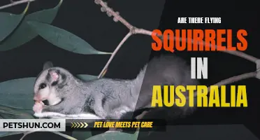 The Mysterious Existence of Flying Squirrels in Australia Explored