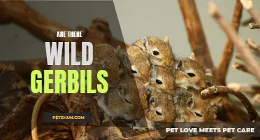 The Existence of Wild Gerbils: Unraveling the Mystery