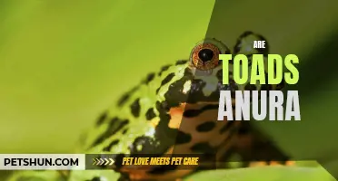 The Fascinating World of Anura: An In-depth Look at Toads
