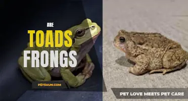 Toads vs Frogs: Understanding the Differences and Similarities