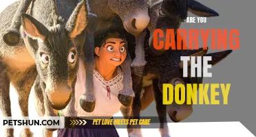 Are You Carrying the Donkey? Find Out if You're Taking on Unnecessary Burdens in Life