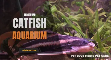 The Ultimate Guide to Setting up an Armoured Catfish Aquarium