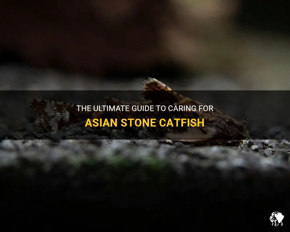 asian stone catfish care
