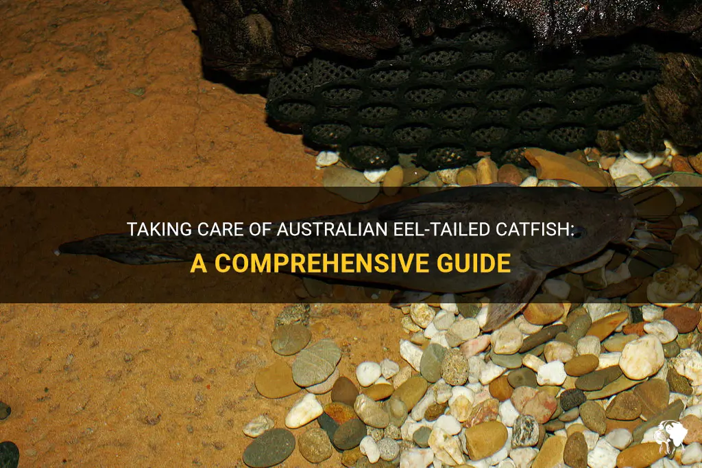 australian eel tailed catfish care