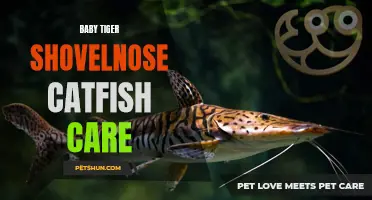 All You Need to Know About Caring for Baby Tiger Shovelnose Catfish