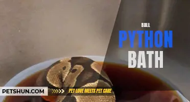The Proper Way to Give Your Ball Python a Bath: A Step-by-Step Guide