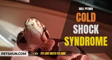 Understanding Ball Python Cold Shock Syndrome and How to Prevent It