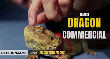 Unleash the Power of the Bearded Dragon with our Commercial!