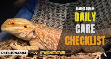 Bearded Dragon Care: A Daily Checklist
