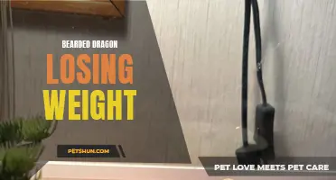 Understanding Bearded Dragon Weight Loss: Causes and Solutions