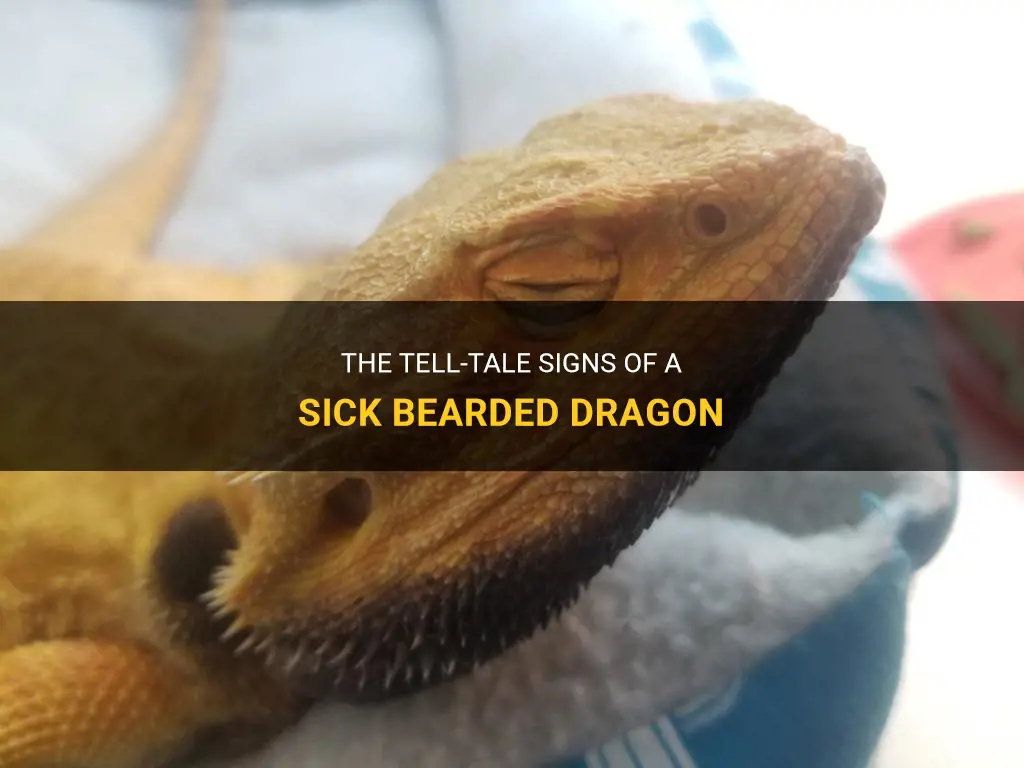 bearded dragon sick symptoms