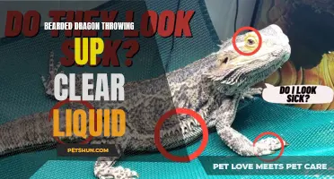 Bearded Dragon Regurgitating Clear Liquid: Causes and Solutions