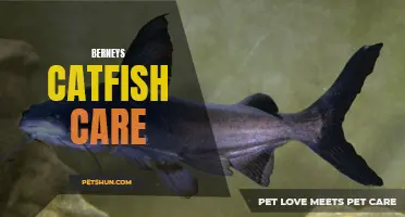 The Ultimate Guide to Berney's Catfish Care: Tips and Tricks for a Happy and Healthy Fish