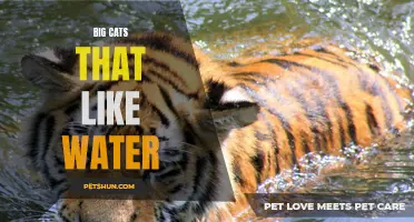 Exploring the Aquatic Side: Big Cats that Love the Water