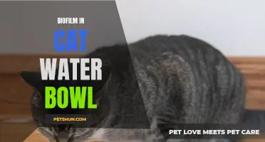 The Impact of Biofilm Growth in Your Cat's Water Bowl