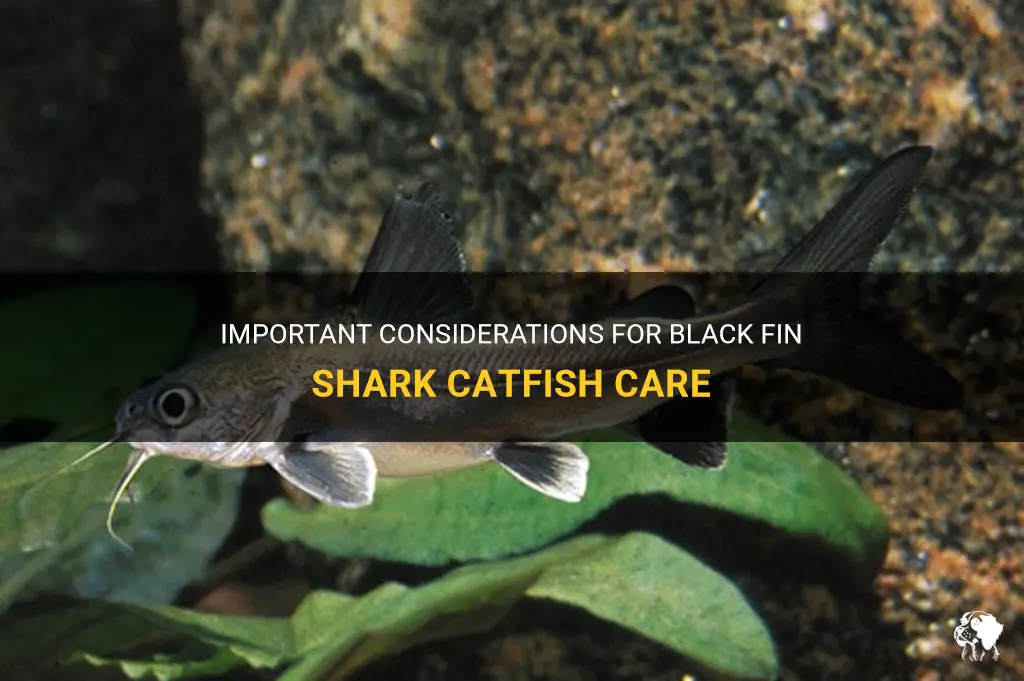 black fin shark catfish care