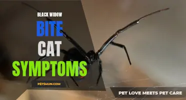 Common Symptoms of a Black Widow Bite on Cats