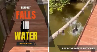 The Unexpected Plunge: Blind Cat Takes a Dive in Water