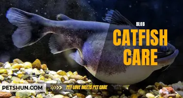 The Essential Guide to Blob Catfish Care: Everything You Need to Know