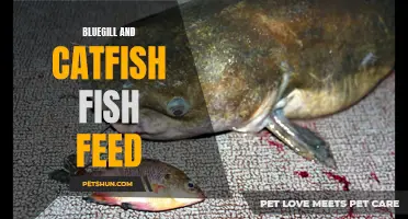 Optimizing Bluegill and Catfish Fish Feed for Optimal Growth and Health