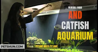 Creating the Perfect Bluegill, Bass, and Catfish Aquarium: A Guide for Aquatic Enthusiasts