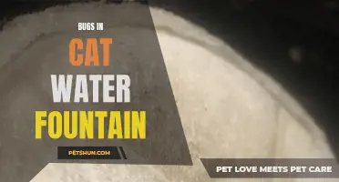 Common Bugs in Cat Water Fountains: How to Deal with Them