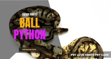 The Alluring Beauty of the Calico Pastel Ball Python: A Stunning Serpent with Vibrant Colors and Patterns