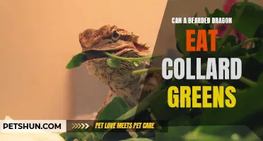 Bearded Dragon and Collard Greens: A Perfect Pair?