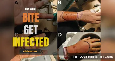 Can a Cat Bite Get Infected? What You Need to Know
