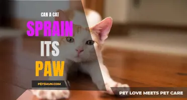 Can a Cat Sprain its Paw? Understanding Feline Paw Injuries
