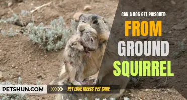 The Dangers of Ground Squirrels: Can Your Dog Get Poisoned?