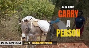 Can a Donkey Carry a Person? Exploring the Possibilities of Donkey Riding