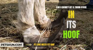 Can a Donkey Get a Thorn Stuck in Its Hoof? The Answer May Surprise You