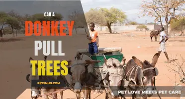 Can a Donkey Pull Trees? Unveiling the Strength and Capabilities of Donkeys in Forestry Work