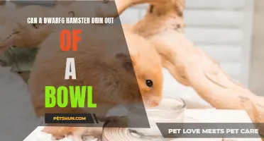 How Can a Dwarf Hamster Drink Out of a Bowl?