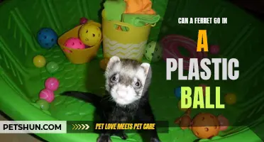 Exploring the Possibility: Can a Ferret Safely Navigate in a Plastic Ball?