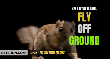 Exploring the Aerial Capabilities of the Flying Squirrel: Can They Truly Fly?