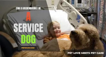 Goldendoodle as a Service Dog: All You Need to Know