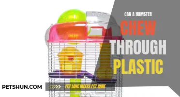 Is it Possible for a Hamster to Chew Through Plastic?