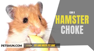 Can a Hamster Choke on Its Food? Exploring the Risks and Precautions