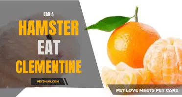 Is it Safe for a Hamster to Eat Clementines?