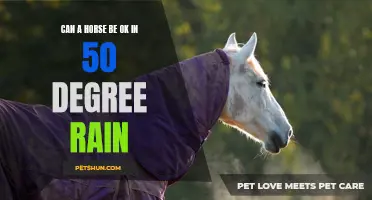 How to Keep Your Horse Comfortable in 50 Degree Rain