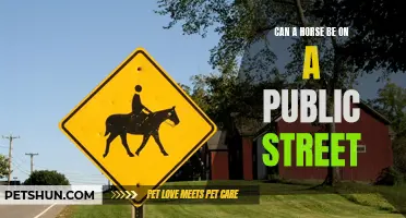 Is it Legal to Have a Horse on a Public Street?