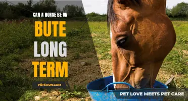The Long-Term Effects of Bute on Horses: What You Need to Know